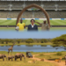 Tanzania leverages AFCON 2027 to boost Lake Manyara safari tourism